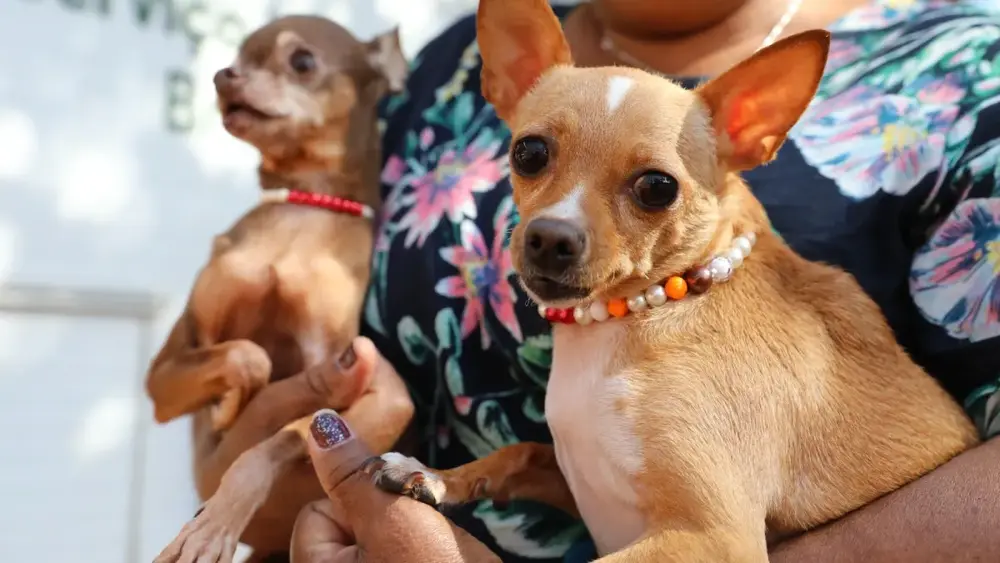 DF amplia vacinação antirrábica de cães e gatos até agosto