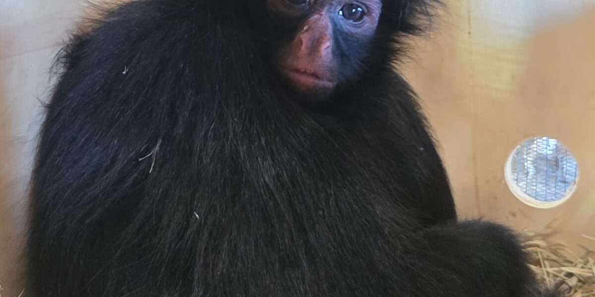 Macaco-aranha-de-cara-preta chega ao Zoo de Brasília