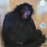 Macaco-aranha-de-cara-preta chega ao Zoo de Brasília
