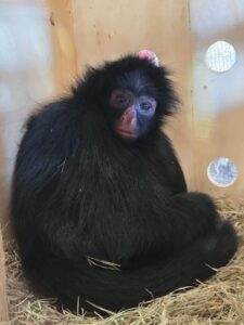 Macaco-aranha-de-cara-preta chega ao Zoo de Brasília