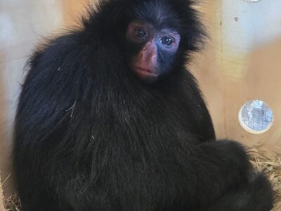 Macaco-aranha-de-cara-preta chega ao Zoo de Brasília