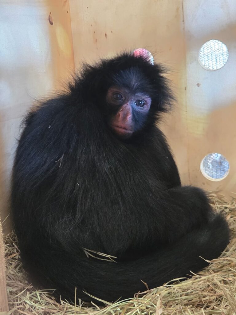 Macaco-aranha-de-cara-preta chega ao Zoo de Brasília