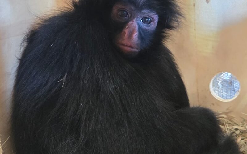 Macaco-aranha-de-cara-preta chega ao Zoo de Brasília