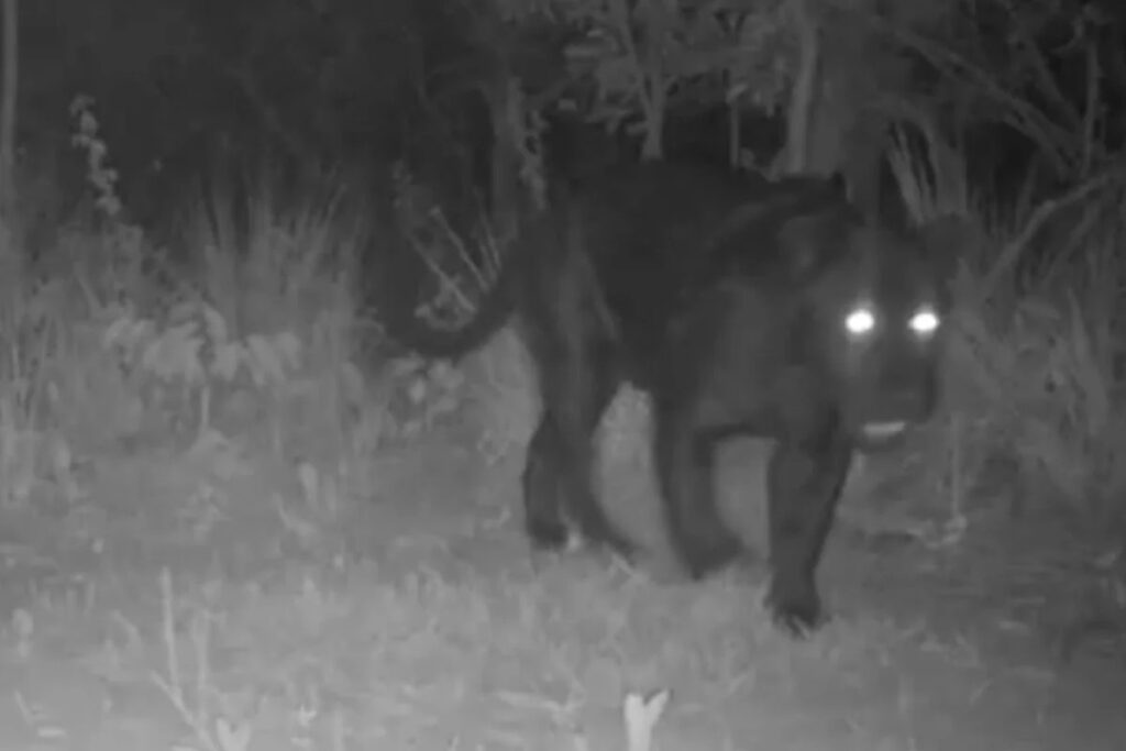 Onça-pintada melânica rara é filmada no oeste da Bahia