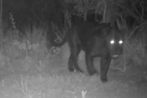 Onça-pintada melânica rara é filmada no oeste da Bahia