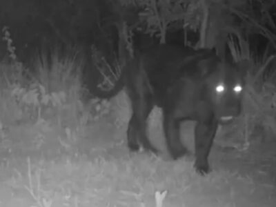 Onça-pintada melânica rara é filmada no oeste da Bahia
