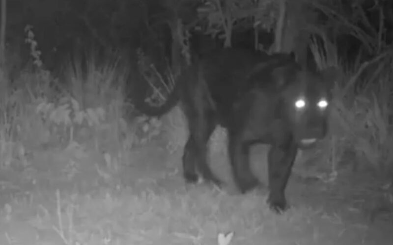 Onça-pintada melânica rara é filmada no oeste da Bahia