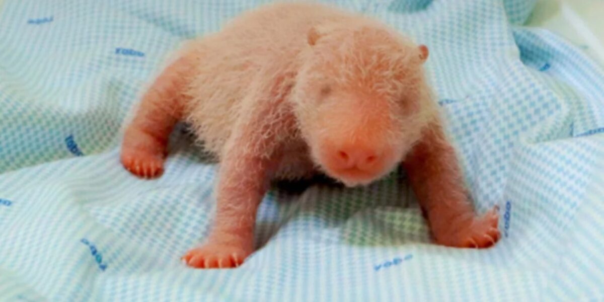 Primeiro panda-gigante nascido na Indonésia será apresentado ao público