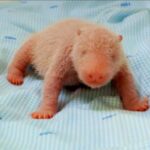 Primeiro panda-gigante nascido na Indonésia será apresentado ao público
