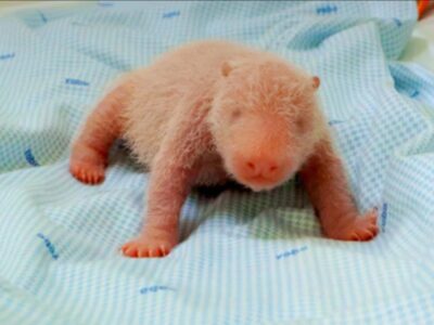 Primeiro panda-gigante nascido na Indonésia será apresentado ao público
