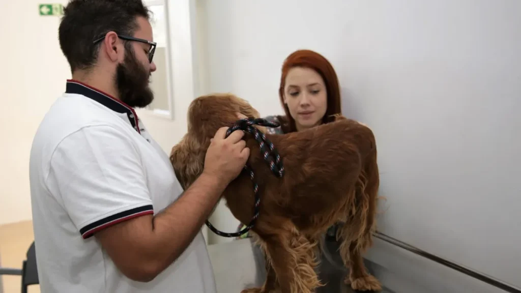 Hvep Móvel leva veterinário gratuito ao Varjão