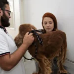 Hvep Móvel leva veterinário gratuito ao Varjão