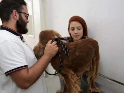 Hvep Móvel leva veterinário gratuito ao Varjão