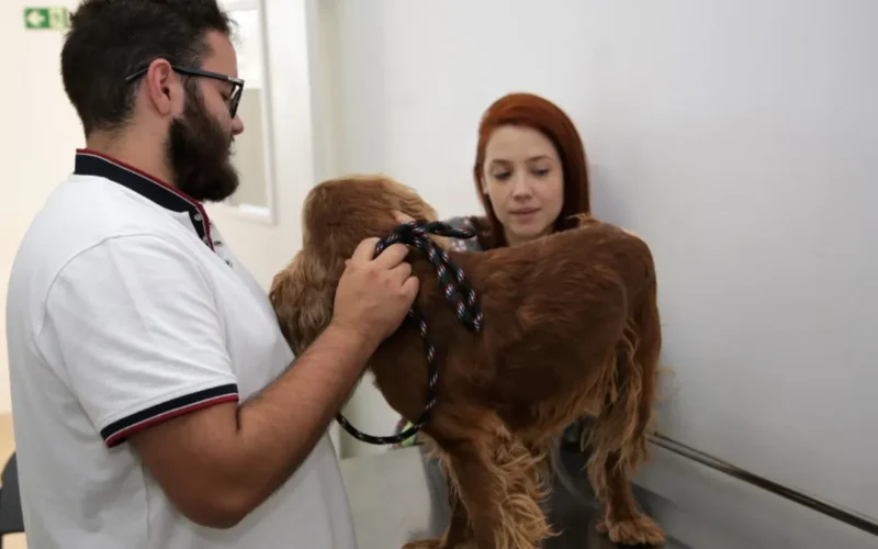 Hvep Móvel leva veterinário gratuito ao Varjão