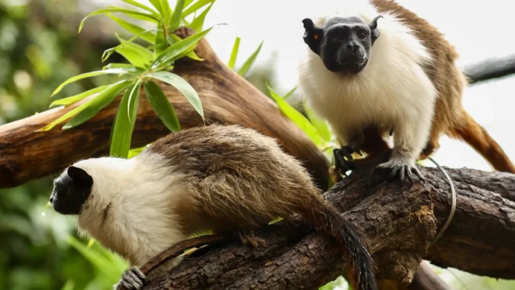 Zoológico de Brasília une casais para salvar espécies