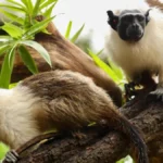 Zoológico de Brasília une casais para salvar espécies
