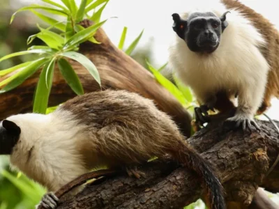 Zoológico de Brasília une casais para salvar espécies