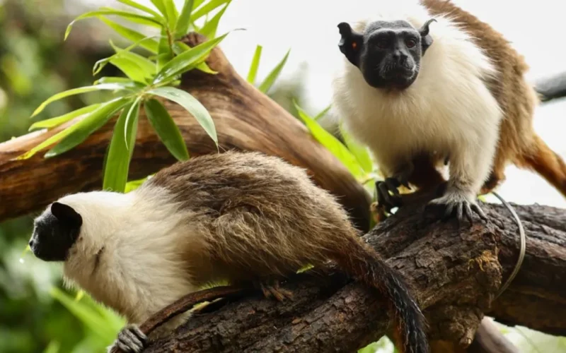 Zoológico de Brasília une casais para salvar espécies