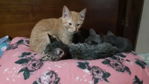 Abrigo em Ibiúna mantém 120 animais sem apoio público