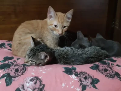 Abrigo em Ibiúna mantém 120 animais sem apoio público