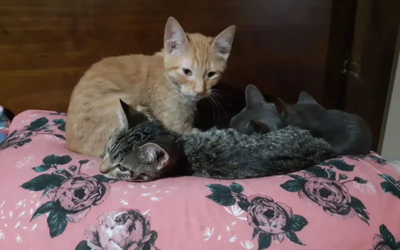 Abrigo em Ibiúna mantém 120 animais sem apoio público