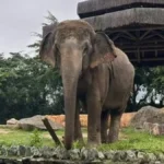 Elefanta Baby é transferida para santuário em MT após ordem judicial