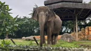 Elefanta Baby é transferida para santuário em MT após ordem judicial