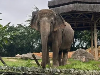 Elefanta Baby é transferida para santuário em MT após ordem judicial
