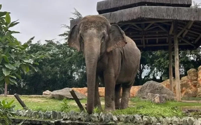 Elefanta Baby é transferida para santuário em MT após ordem judicial