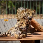 Zoológico de Brasília tem horário especial no jogo do Brasil