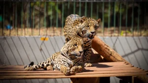 Zoológico de Brasília tem horário especial no jogo do Brasil