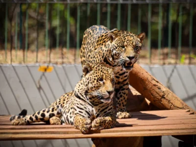 Zoológico de Brasília tem horário especial no jogo do Brasil