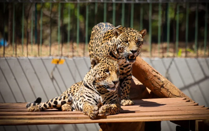 Zoológico de Brasília tem horário especial no jogo do Brasil