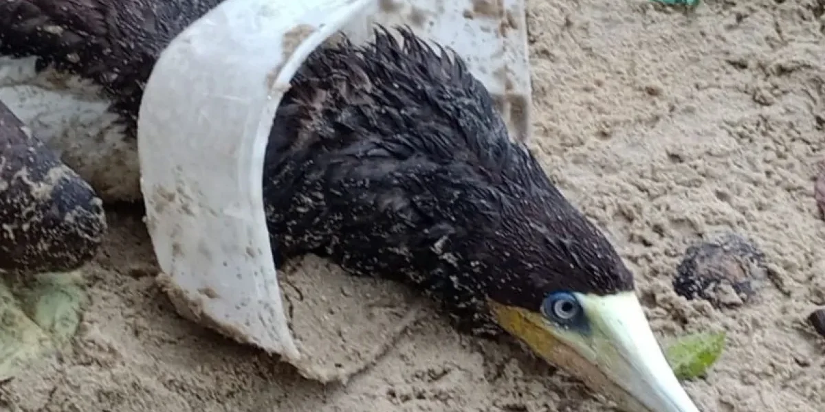 Atobá-marrom é resgatado com pote de sorvete na cabeça em Ubatuba
