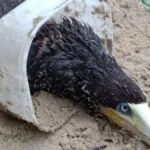 Atobá-marrom é resgatado com pote de sorvete na cabeça em Ubatuba