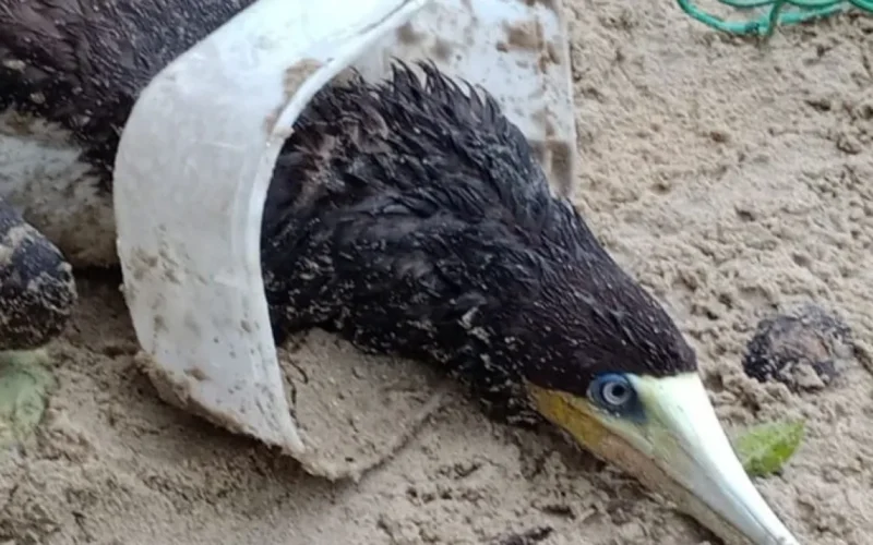 Atobá é resgatado com pote de sorvete preso na cabeça em Ubatuba