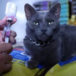 DF orienta tutores sobre raiva e leishmaniose em cães
