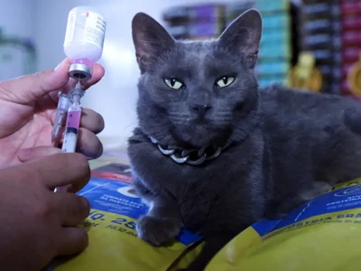 DF orienta tutores sobre raiva e leishmaniose em cães