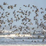 Ambiente de criação define rota migratória de aves
