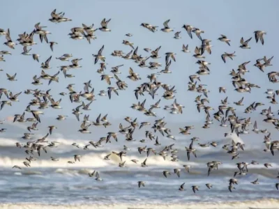 Ambiente de criação define rota migratória de aves