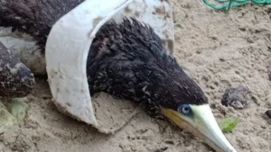 Atobá é resgatado com pote de sorvete na cabeça em Ubatuba