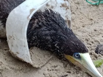Atobá é resgatado com pote de sorvete na cabeça em Ubatuba
