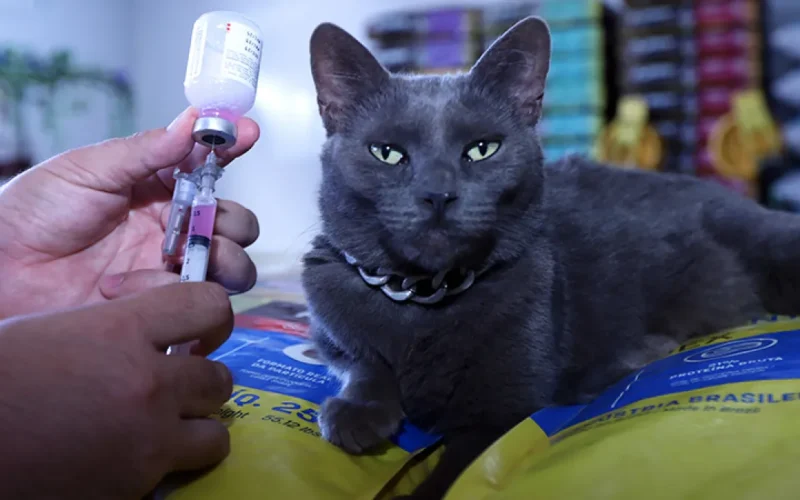 DF orienta tutores sobre raiva e leishmaniose em cães