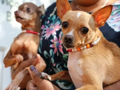Recanto das Emas abre 600 vagas para castração gratuita de pets