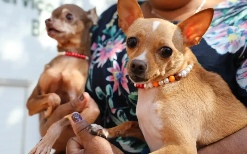 Recanto das Emas abre 600 vagas para castração gratuita de pets