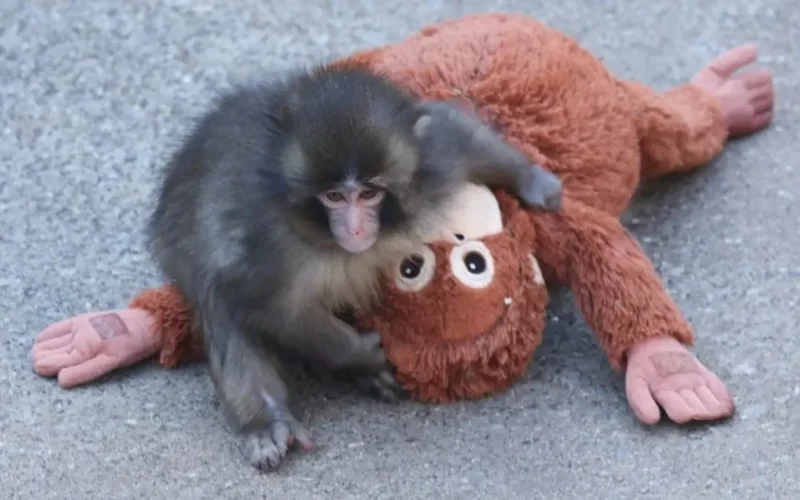 Macaco Punch, sensação na internet, celebra 1 ano com festa e cartas