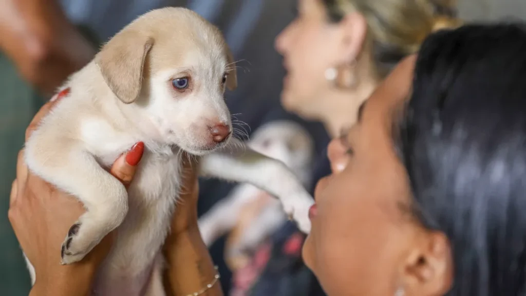 DF abre 1.800 vagas para castração gratuita de pets