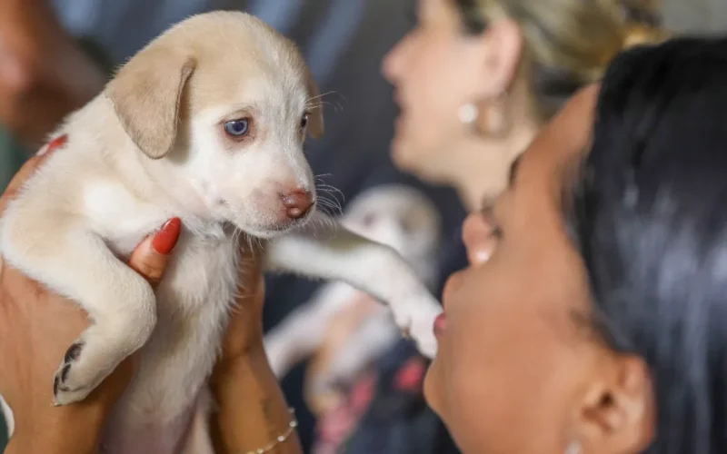 DF abre 1.800 vagas para castração gratuita de pets