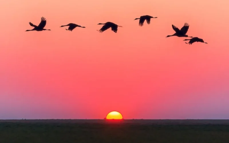 UNESCO abre edital para ampliar turismo de aves e trilhas no Brasil