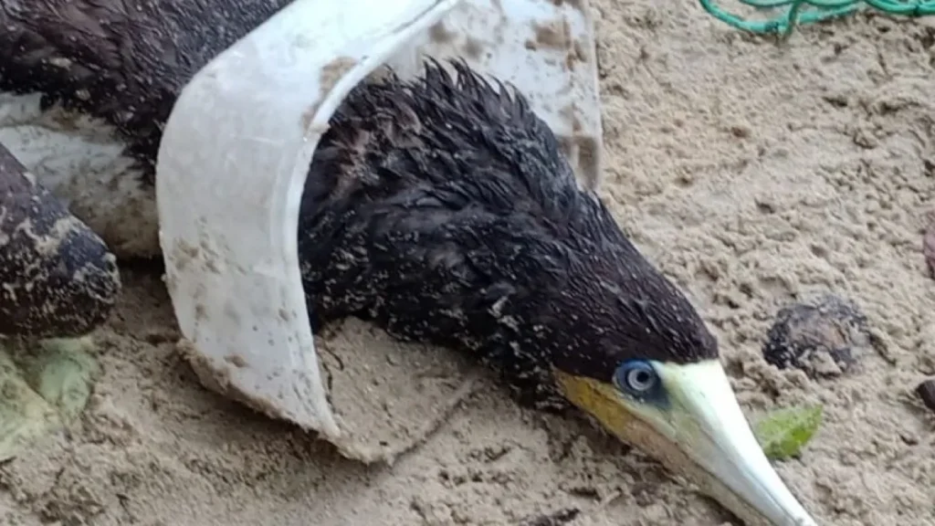 Atobá-marrom é resgatado com pote de sorvete preso na cabeça em Ubatuba